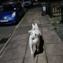 White Akita / malamute -0