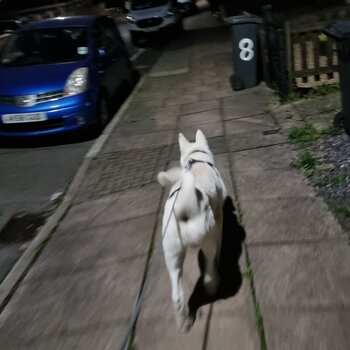 White Akita / malamute 