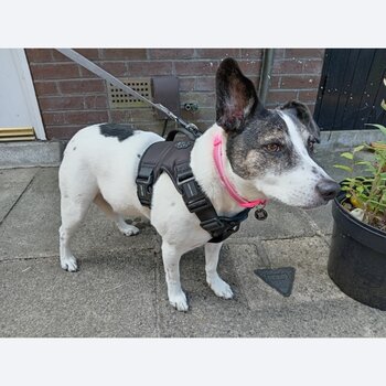 Staffie cross border collie 