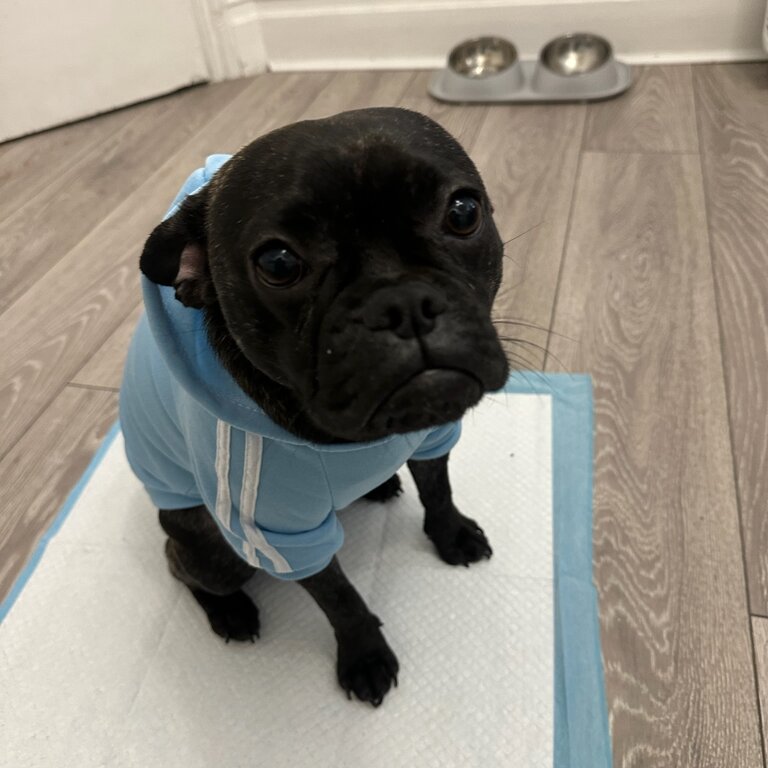 Frug for sale