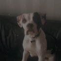 7 month old pup needs new home todsy -3