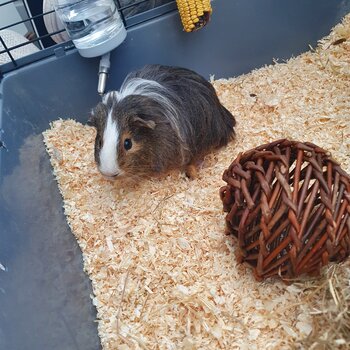 Guinea Pig for adoption