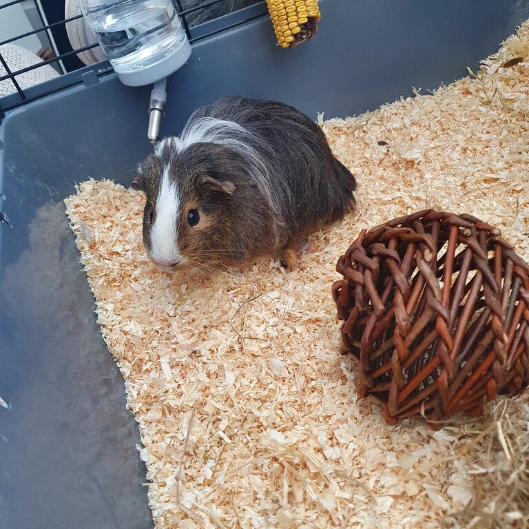 Guinea Pig for adoption