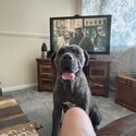 Grey cane corso-3