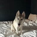 Husky for sale-0