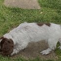 English Springer Spaniel puppies-4