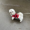 Pure Maltese Dog - Very loving and playful! -2