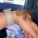 Crested gecko -5