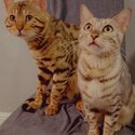 Pure bengal kittens-0