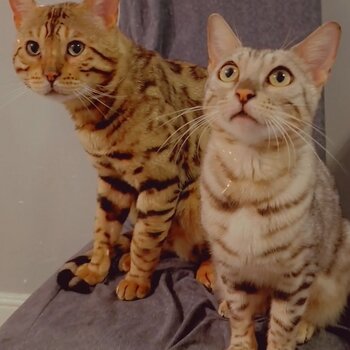 Pure bengal kittens