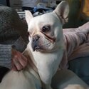 10 month kc frenchie platuim colour -4