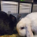 Bunnies for adoption -2