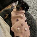 Cheeky miniature Dachshund to be re-homed -1