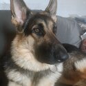 18 month female gsd -2