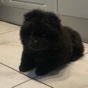 Black female chow chow -3