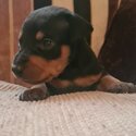 Top class Miniture Pinscher pups