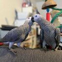 Lovely and Playful male and female African Grey Parrots Sale-0