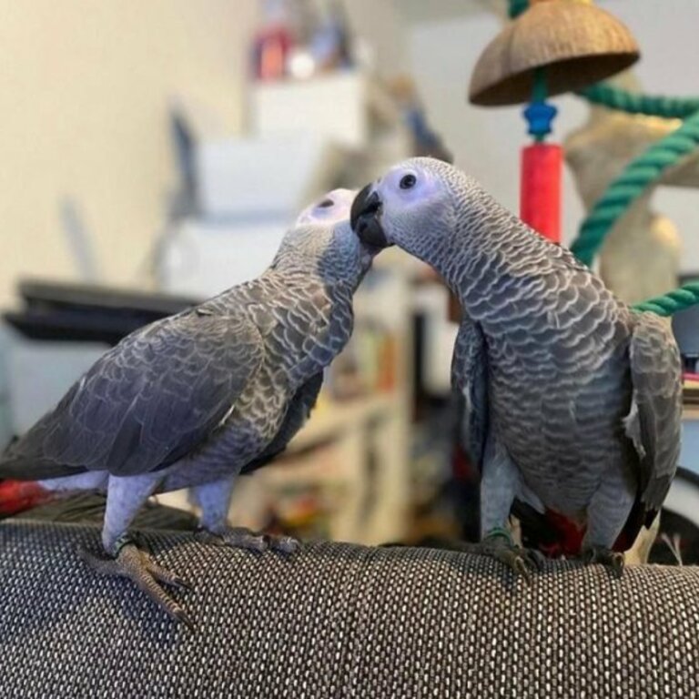 Lovely and Playful male and female African Grey Parrots Sale