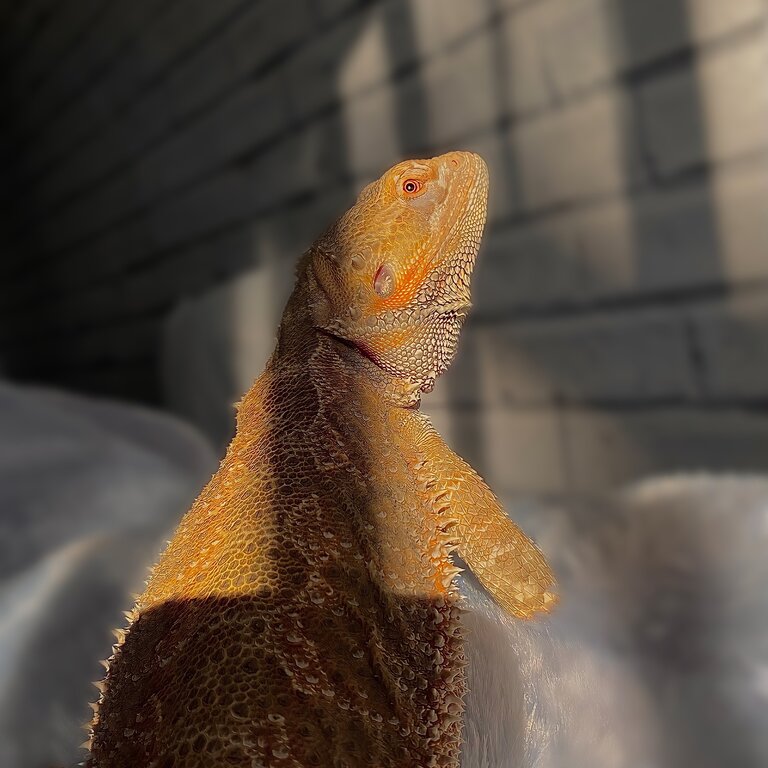 2 year old male bearded dragon with a 4x4x4 set up 