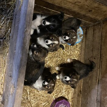 Collie puppies 