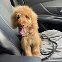 8 month old cockapoo-5