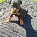 Top class Miniture Pinscher pups