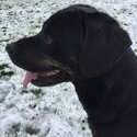 LabXMastiff needs home -1