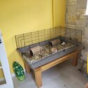 2 male bonded guinea pigs with full setup -1