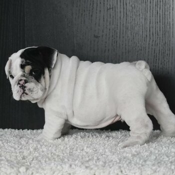 Well Trained Gorgeous English Bulldog Puppies