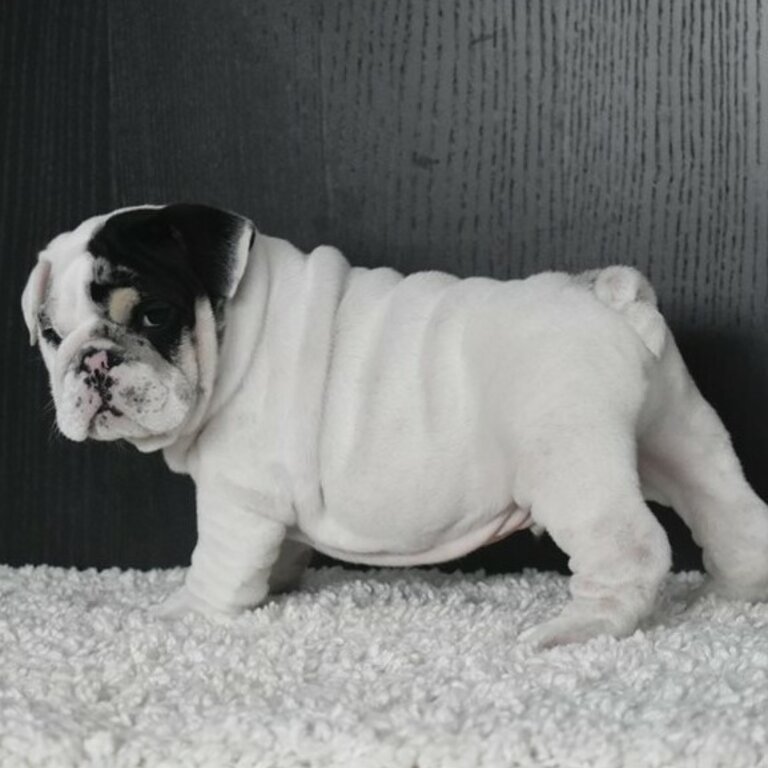 Well Trained Gorgeous English Bulldog Puppies