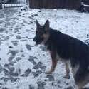 18 month female gsd -1