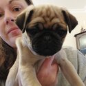 Adorable Pug puppies looking for their forever home!