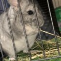 Chinchilla -1