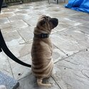 Beautiful girl shar-pei in need of new loving home -3