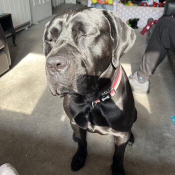 Cane corso for rehoming