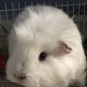 Two beautiful Guinea Pigs -1