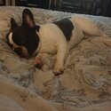 French bulldog male Kc reg 22 months old-3