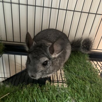 Chinchilla 