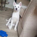 Beautiful all white husky puppy -3