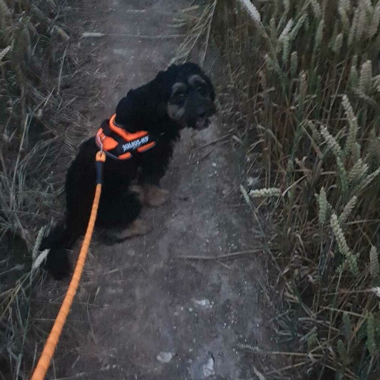 9 month old cockapoo