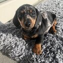 Minature smooth hair Dachshund puppies-2