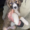 Collie puppies -5