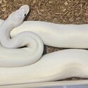 Ball python collection for sale -2