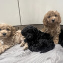 Beautiful F1 toy Cockapoo puppies ready Easter Monday -3