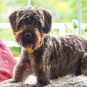 Male, Chocolate Brown- Labradoodle-2