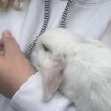 4 10 week old mini lop cross Netherland dwarf bunnies for sale-2