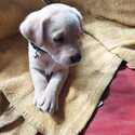 Labrador puppies ikc registered -3