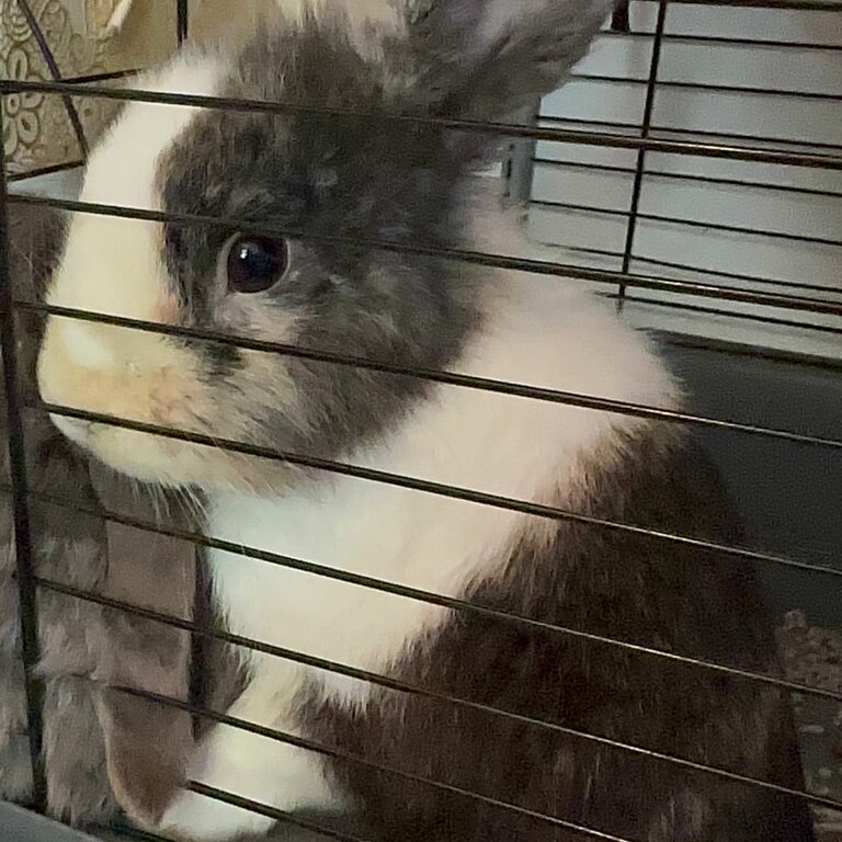 Cute Friendly Bunny