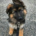 German shepard puppies for sale -4