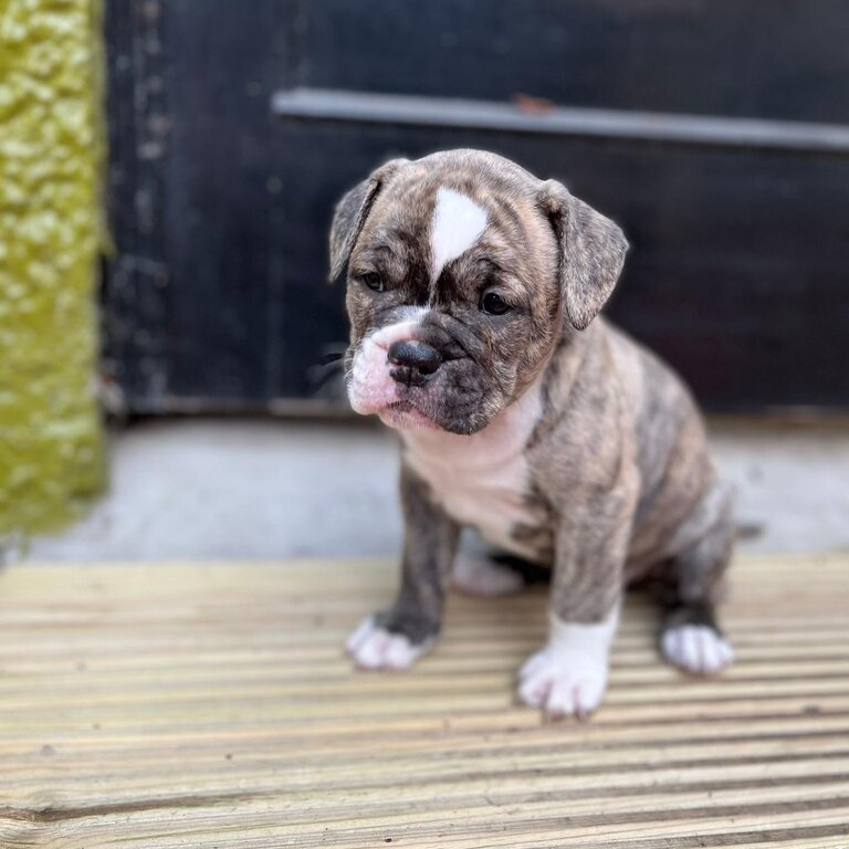 Olde Tyme English Bulldogge puppies 